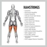 all hamstrings exercises android application logo